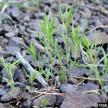 Dalmatian toadflax leaves