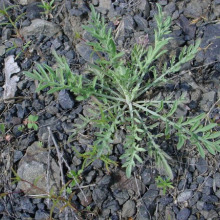 Diffuse knapweed rosette