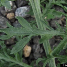 Diffuse knapweed leaves