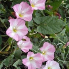 Bindweed flowers and leaves