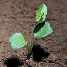 Field bindweed seedling