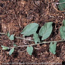 Field bindweed foliage