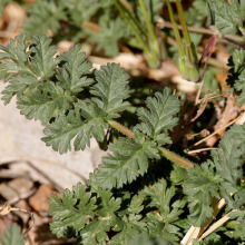 Filaree dissected leaf