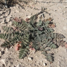 Filaree basal rosette