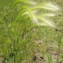 Foxtail barley seed heads