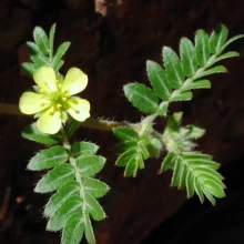 Goathead flower and leaves