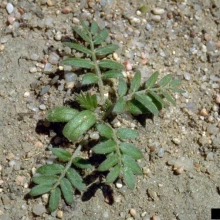 Goathead seedling