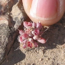 Halogeton seedling