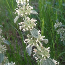 Horehound flower clusters and leaves