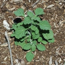 Young horehound