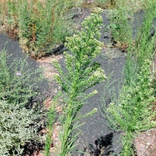 Horseweed