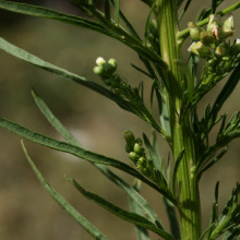 Horseweed stem leaves