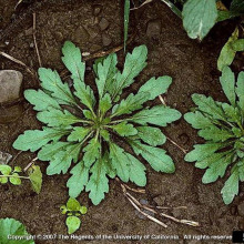 Horseweed rosette