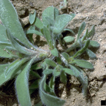 Kochia seedling