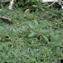 Mat of Kochia seedlings