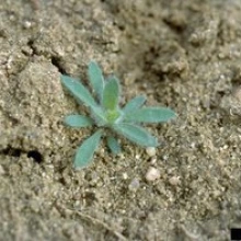 Kochia seedling