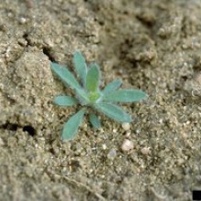 Kochia seedling