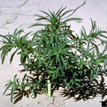 Young Kochia plant