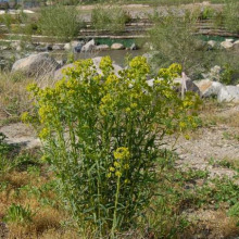 Leafy spurge habit