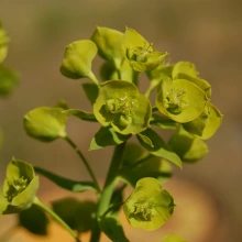 Leafy spurge bracts and flower clusters