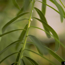 Leavy spurge leaves