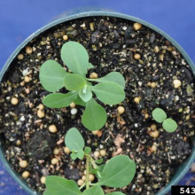 Leafy spurge seedlings