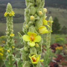 Mullein flower