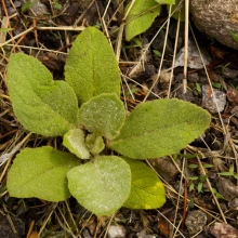 Mullein basal rosette