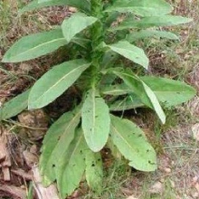 Mullein leaves