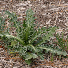 Musk thistle rosette