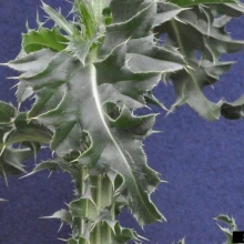 Musk thistle foliage