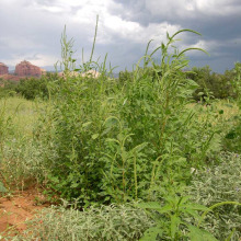 Palmer amaranth habit