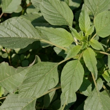 Palmer amaranth leaves