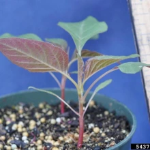 Palmer amaranth seedling