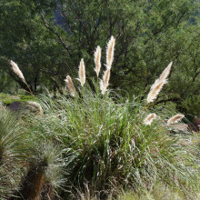 Pampas grass