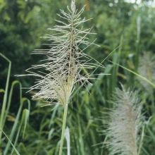 Pampas grass flowers