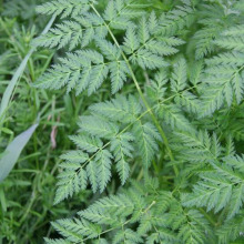 Poison hemlock foliage