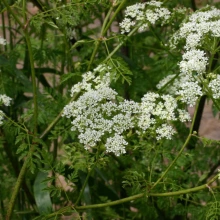 Poison hemlock flowers