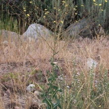 Prickly lettuce habit