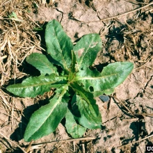 Prickly lettuce rosette