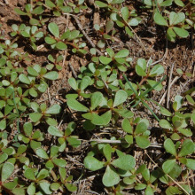 Purslane habit