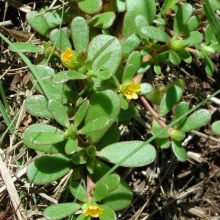 Purslane succulent leaves and flowers