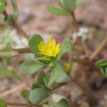 Purslane flower