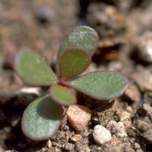 Purslane seedling