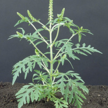 Ragweed