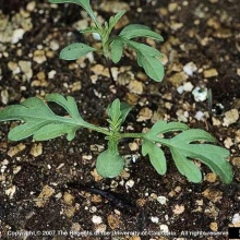 Ragweed seedling