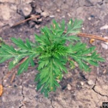 Immature ragweed