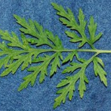 Ragweed leaf