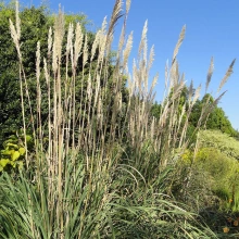 Ravenna grass