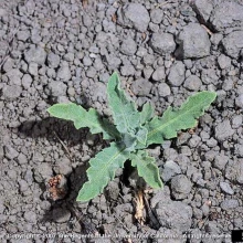 Russian knapweed basal rosette